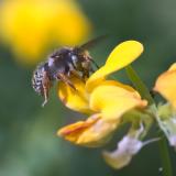 _DSC1514Spalten-Wollbiene_Anthidium-oblongatum_W_05_07_2024_Augsburg_Baerenkeller_Robert_Thierbach-PS.jpg