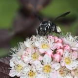 _DSC1680Senf-Blauschillersandbiene_Andrena_agilissima_W_24_05_2024_Augsburg_Baerenkeller_Robert_Thierbach-PS.jpg