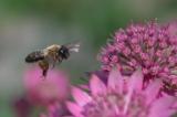 _DSC1793Erzfarbene_Duestersandbiene_Andrena-nigroaenea_09_06_2025_Augsburg_Baerenkeller_Robert_Thierbach-PS.jpg