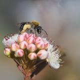 _DSC2024Rotfransige_Sandbiene_Andrena-haemorrhoa_W-_24_05_2024_Augsburg_Baerenkeller_Robert_Thierbach-PS.jpg