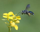 _DSC3025Senf-Blauschillersandbiene_Andrena-agilissima_W_10_06_2024_Augsburg_Baerenkeller_Robert_Thierbach-PS.jpg