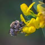 _DSC4303Grosse_Harzbiene_Anthidium_byssinum_W_M_17_06_2025_Augsburg_Baerenkeller_Robert_Thierbach-PS.jpg