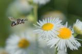 _DSC4491Gewoehnliche_Filzbiene_Epeolus-variegatus_M_09_07_2024_Augsburg_Pfersee_Robert_Thierbach-PS.jpg