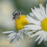 _DSC4517Gewoehnliche_Filzbiene_Epeolus-variegatus_M_09_07_2024_Augsburg_Pfersee_Robert_Thierbach-PS.jpg