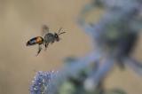 _DSC4764Baerenklau_Sandbiene_Andrena-rosae_W_15_07_2024_Neusaess_Robert_Thierbach-PS.jpg