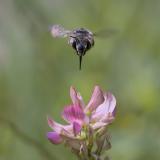 _DSC6998Streifenpelzbiene_Anthophora-aestivalis_W_14_06_2025_Augsburg_Baerenkeller_Robert_Thierbach-PS.jpg