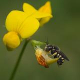 _DSC7224Zwergharzbiene_Anthidium-strigatum_M_12_07_2024_Augsburg_Baerenkeller_Robert_Thierbach-PS.jpg