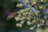 _DSC8216Efeu-Seidenbiene_Colletes-hederae_W_25_09_2024_Augsburg_Baerenkeller_Robert_Thierbach-PS-2.jpg