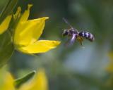 _DSC9766Gewoehnliche-Schmalbiene_Lasioglossum-calceatum_W_01_07_2024_Augsburg_Baerenkeller_Robert_Thierbach-PS.jpg