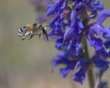 _DSF2470Gebaenderte_Pelzbiene_Anthophora-aestivalis_W_10_05_2025_Westheim_Robert_Thierbach-PS.jpg