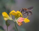 _DSF3155Grosse_Harzbiene_Anthidium_byssinum_W_25_06_2025_Augsburg_Baerenkeller_Robert_Thierbach-PS.jpg