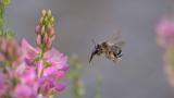 _DSF3855Streifenpelzbiene_Anthophora-aestivalis_W_01_06_2025_Augsburg_Baerenkeller_Robert_Thierbach-PS.jpg
