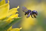 _DSF5589Wald-Schenkelbiene_Macropis-fulvipes_W_26_06_2024_Augsburg_Baerenkeller_Robert_Thierbach-PS.jpg